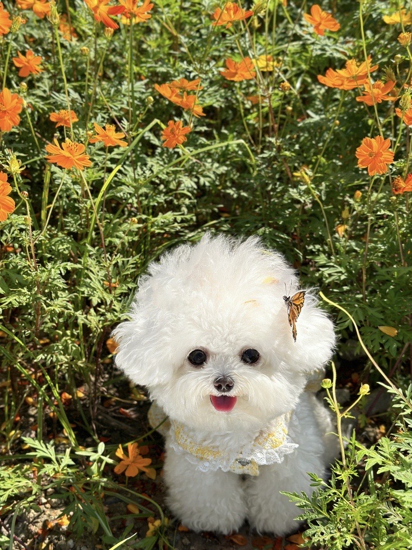 狗狗晒太阳啦☀️