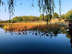 -圆明园停车场
