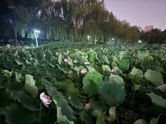 -莲花池公园