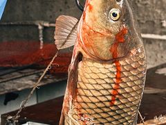 -金台阶鱼馆(于桥水库店)