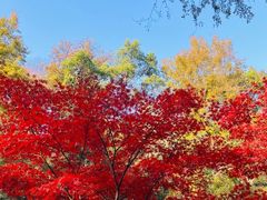 -岳麓山风景名胜区