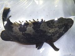 -御唐府海珊瑚主题餐厅