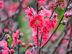 -南国桃园旅游度假区