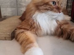 -平行世界·猫咖(首经贸店)