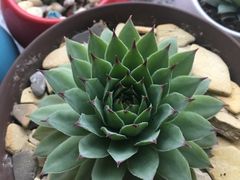 -好运来动物奶油生日蛋糕(白山集贸店)