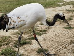-盐城丹顶鹤湿地生态旅游区
