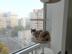 -Cappucimeow猫咪咖啡馆(韦伯时代店)