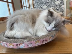 -Let's go狗咖·猫咖·奶狗·桌游(春熙路IFS店)