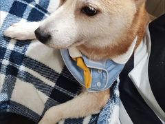 -逗柴咖啡屋·狗咖猫咖宠物桌游