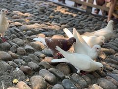 -西湖外事游船(湖滨二公园外事游船码头)