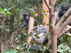 -广州长隆野生动物世界