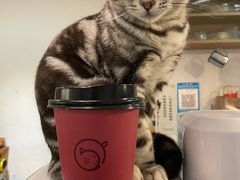 -猫友咖啡店(玉林西路店)