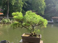 -深圳仙湖植物园-停车场