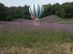 -大塘金香草谷