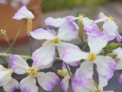 -南汇桃花村