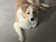 -多乐狗狗宠物训练工作室