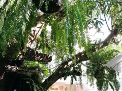 -Fern Forest Cafe