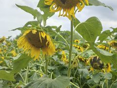 -长春公园(普阳街道)