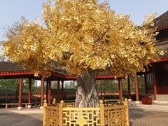 -广东圆玄道观