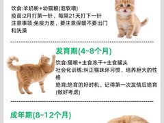 -翊宠yipet猫狗购宠庄园犬舍•猫舍