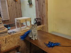 -猫色咖啡·猫咖