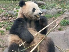 -都江堰中华大熊猫苑