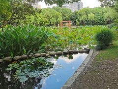 -陈家山荷花公园