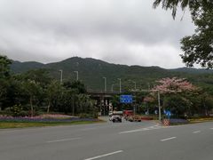-盏记光明乳鸽(盐田八分店)