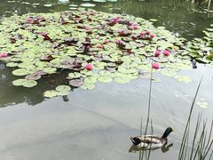 -洛阳市隋唐城遗址植物园