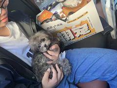 -翊宠yipet猫狗购宠庄园犬舍•猫舍