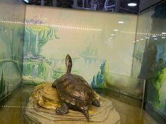 -上海大自然野生昆虫馆(东方明珠·爬宠昆虫探索中心)