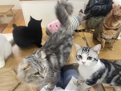 -李小姐の猫咖啡馆(五角场店)