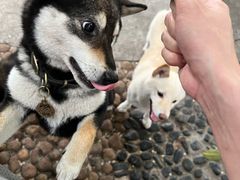 -柴犬高等学院·狗咖·柴犬售卖·宠物训练