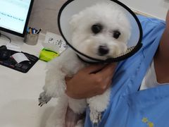 -福懋动物医院·犬猫全科·外科·重症科(杏林分院)