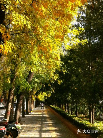 秋日的京城是她四季里最美的一季，昼夜分明，天气不冷不