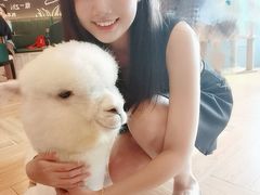 -遇见羊驼·奶狗咖·布偶猫咖·法斗柯基柴犬阿拉斯加(春熙路太古里IFS店)