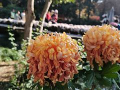 -杭州植物园