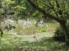 -合肥野生动物园