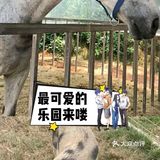 夏日游玩——阿菠萝小猪王国