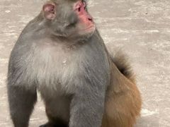 -黔灵山公园