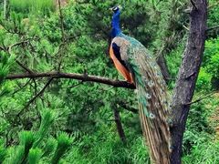 -西霞口神雕山野生动物世界