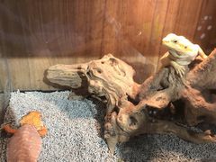 -酷以爬仙阁实体爬宠店·守宫·蜥蜴·专业繁育