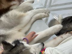 -星多哈·狗咖·拼豆·咖啡