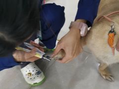 -佳雯宠物医院·皮肤科·内外科(春晓路分院)