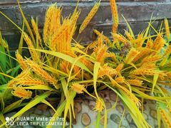 -锦尚阁烤鱼•天津菜(宣武门胡同店)