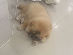 -共舞时光猫咖·狗咖(新街口店)