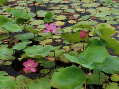 -羊亭河湿地公园