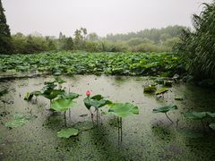-溱湖国家湿地公园