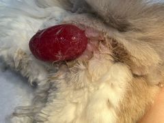 -福懋动物医院·犬猫全科·外科·重症科(杏林分院)