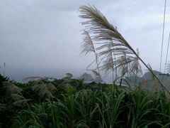 -枸杞岛